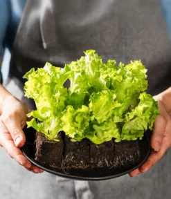 Bio Pflücksalat 'Lollo Bionda', 6er Schale