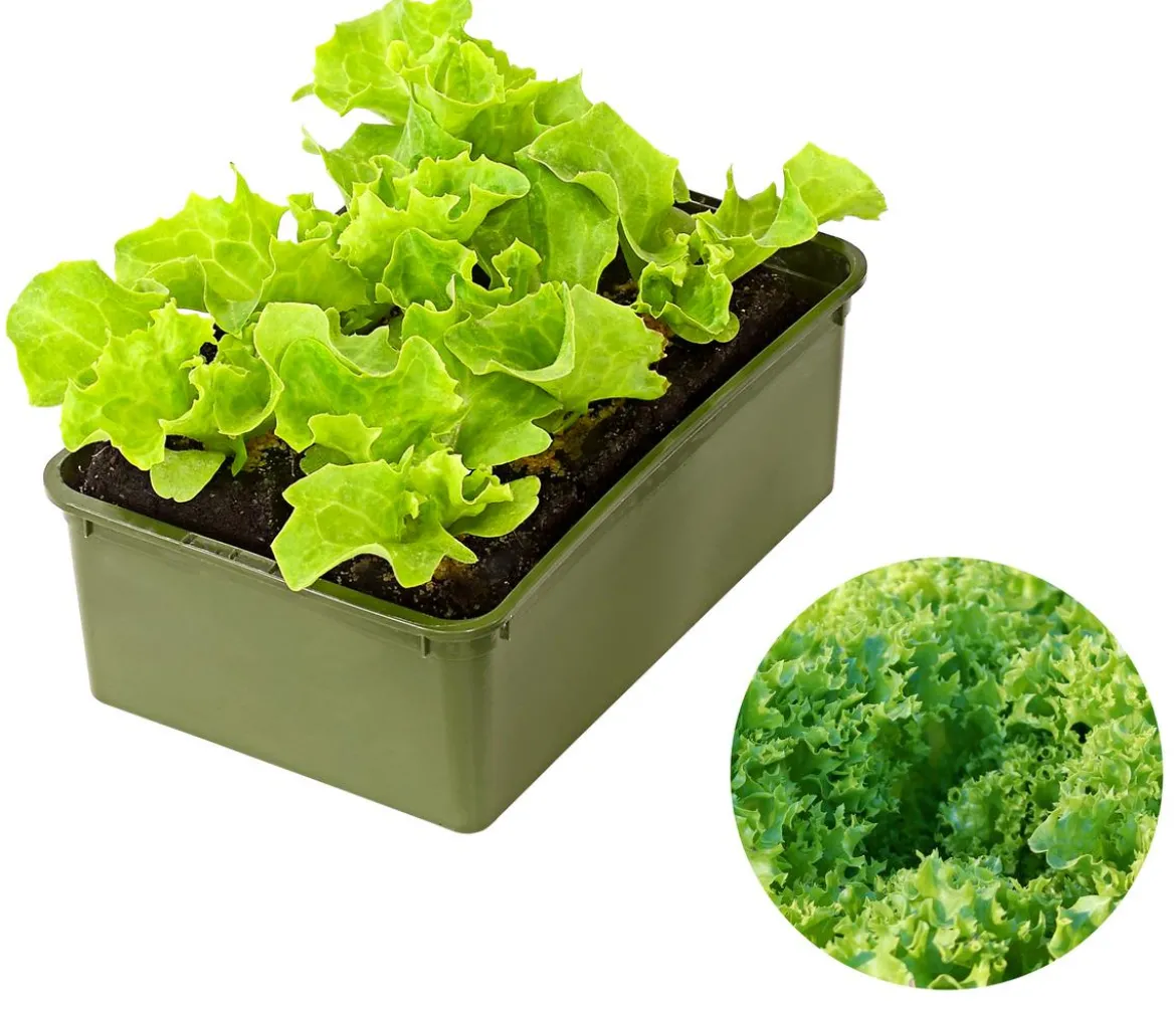 Bio Pflücksalat 'Lollo Bionda', 6er Schale