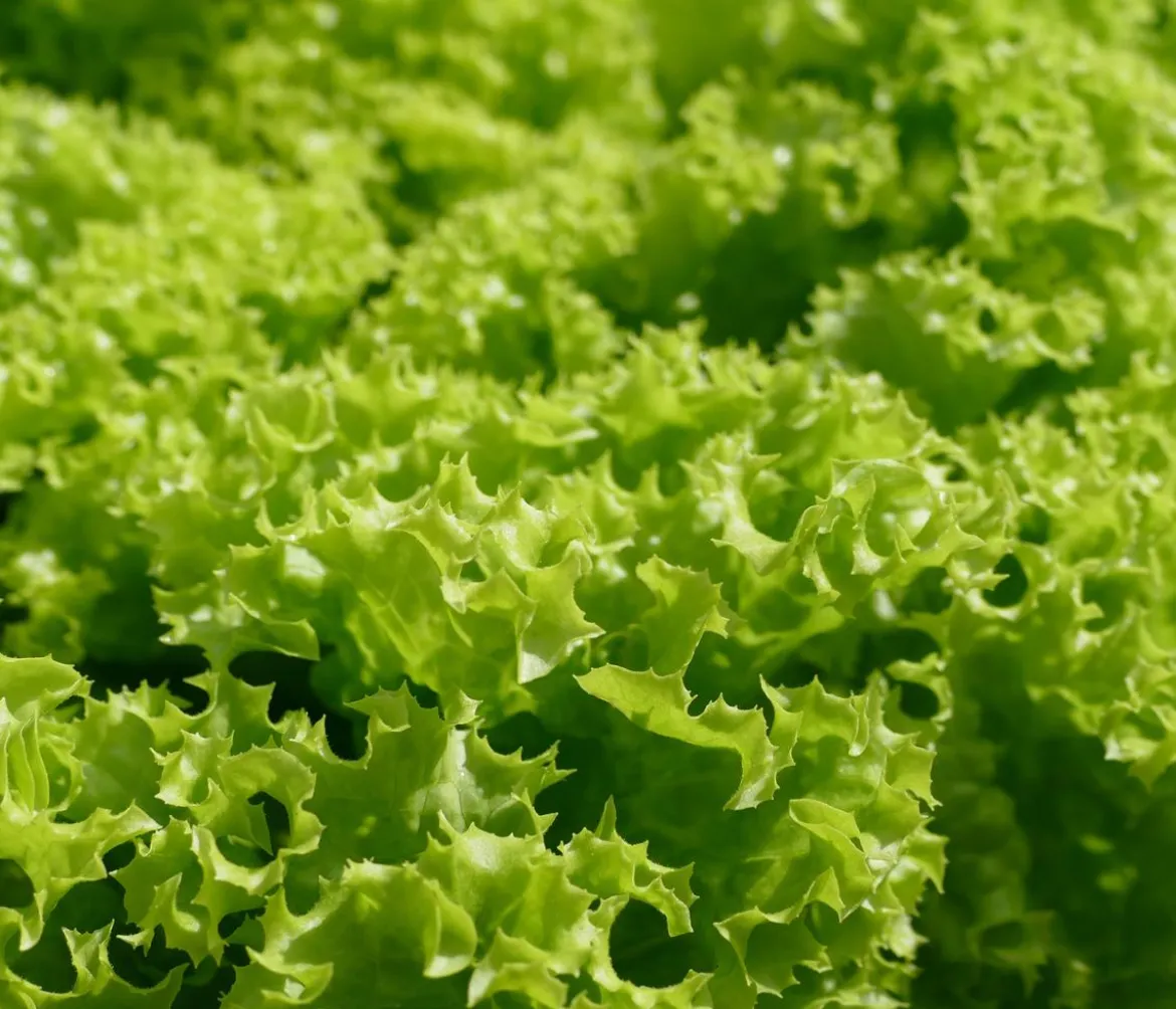 Bio Pflücksalat 'Lollo Bionda', 6er Schale