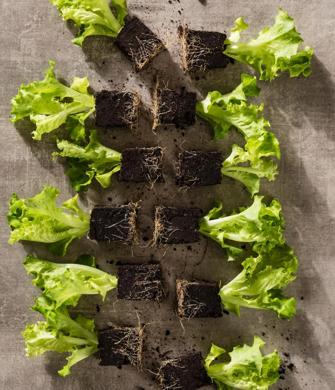 Bio Pflücksalat 'Lollo Bionda', 6er Schale