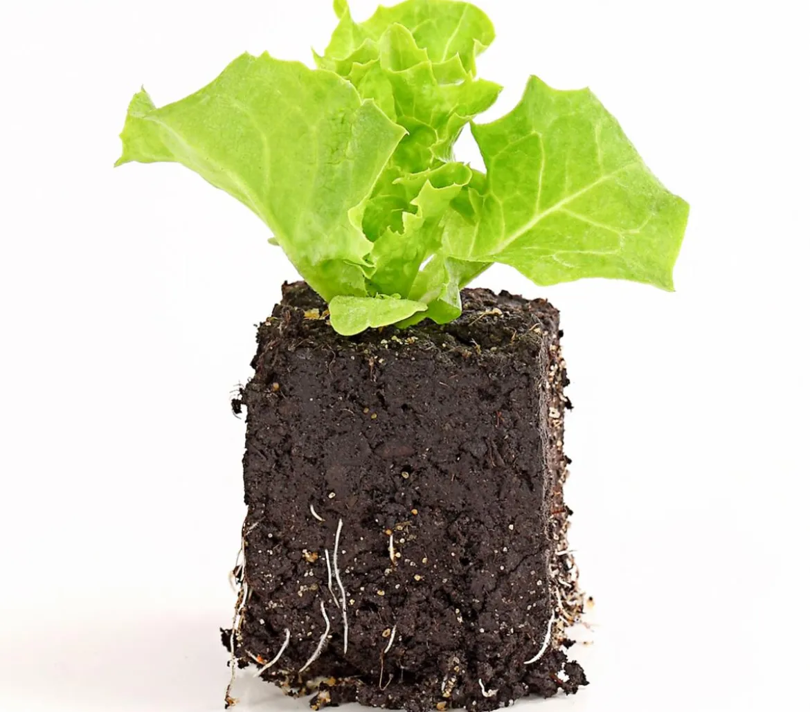 Bio Pflücksalat 'Lollo Bionda', 6er Schale