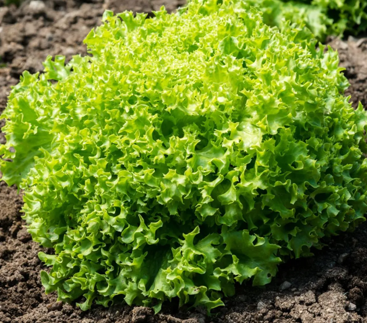 Bio Pflücksalat 'Lollo Bionda', 6er Schale