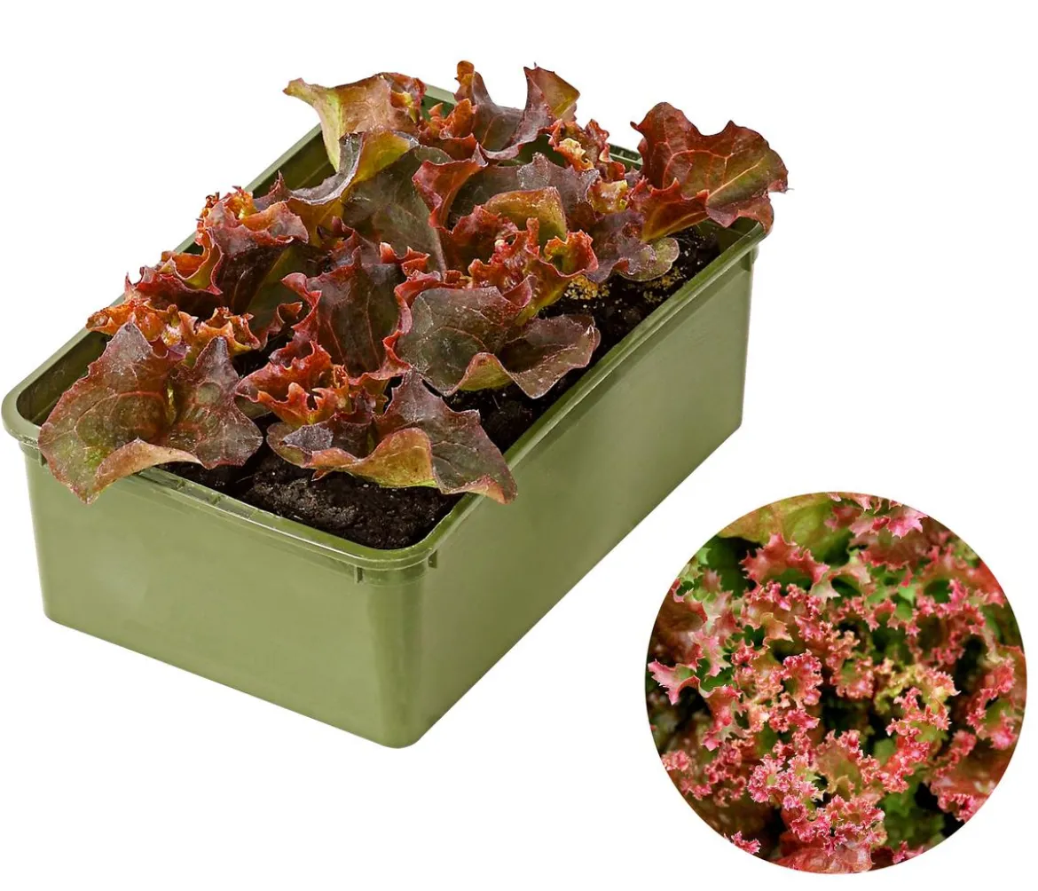 Bio Pflücksalat 'Lollo Rosso', 6er Schale