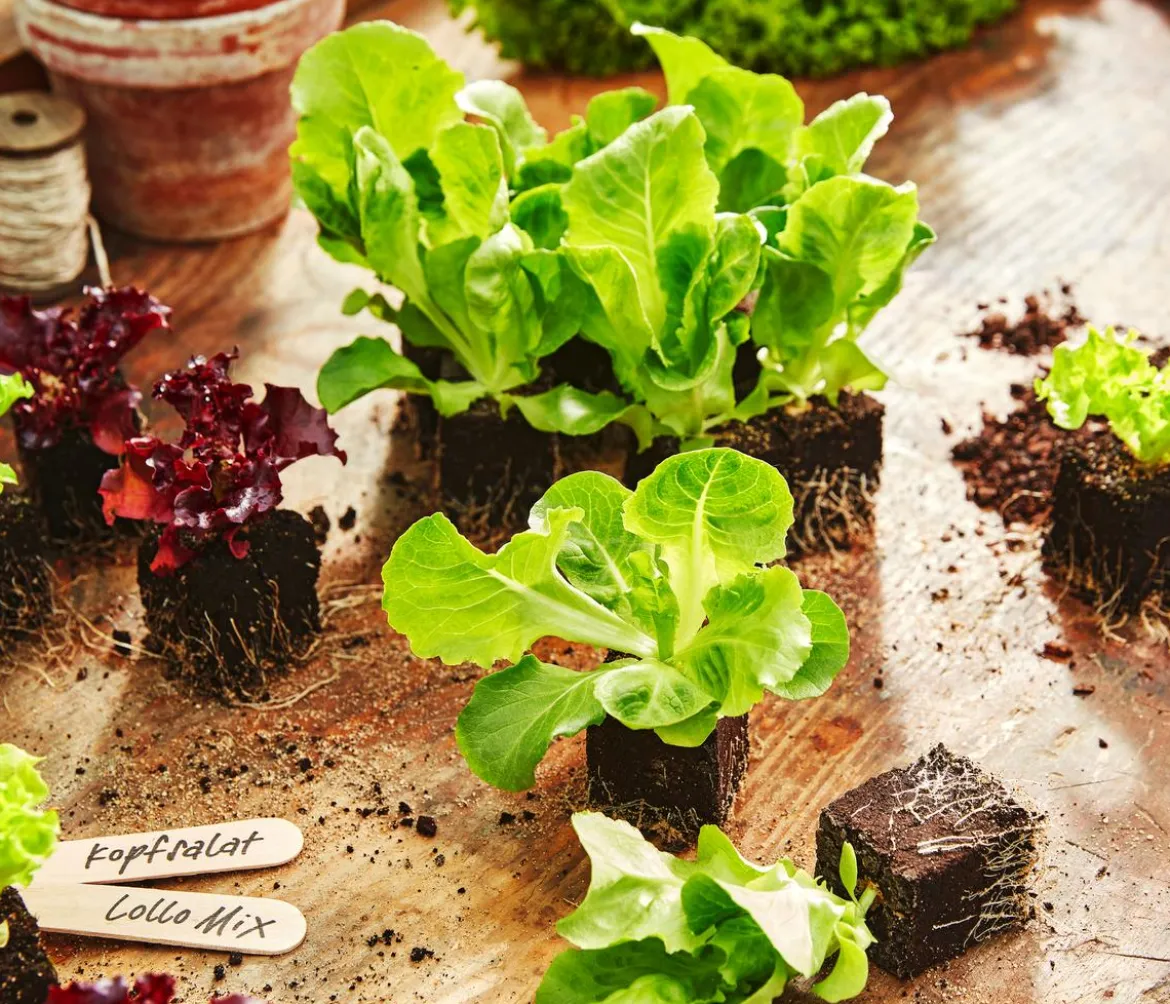 Bio Pflücksalat 'Lollo Rosso', 6er Schale