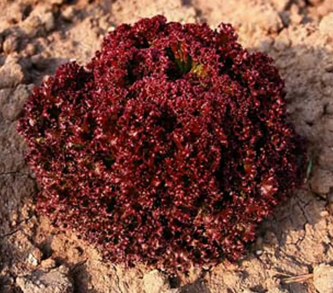 Bio Pflücksalat 'Lollo Rosso', 6er Schale