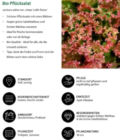 Bio Pflücksalat 'Lollo Rosso', 6er Schale