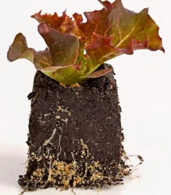 Bio Pflücksalat 'Lollo Rosso', 6er Schale