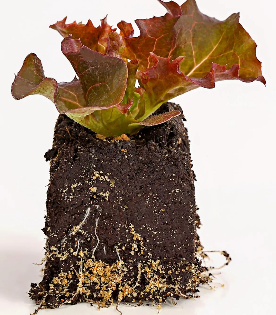 Bio Pflücksalat 'Lollo Rosso', 6er Schale