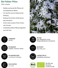 Bio Polster-Phlox 'Emerald Cushion Blue'
