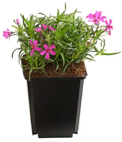 Bio Polster-Phlox 'McDaniel's Cushion'