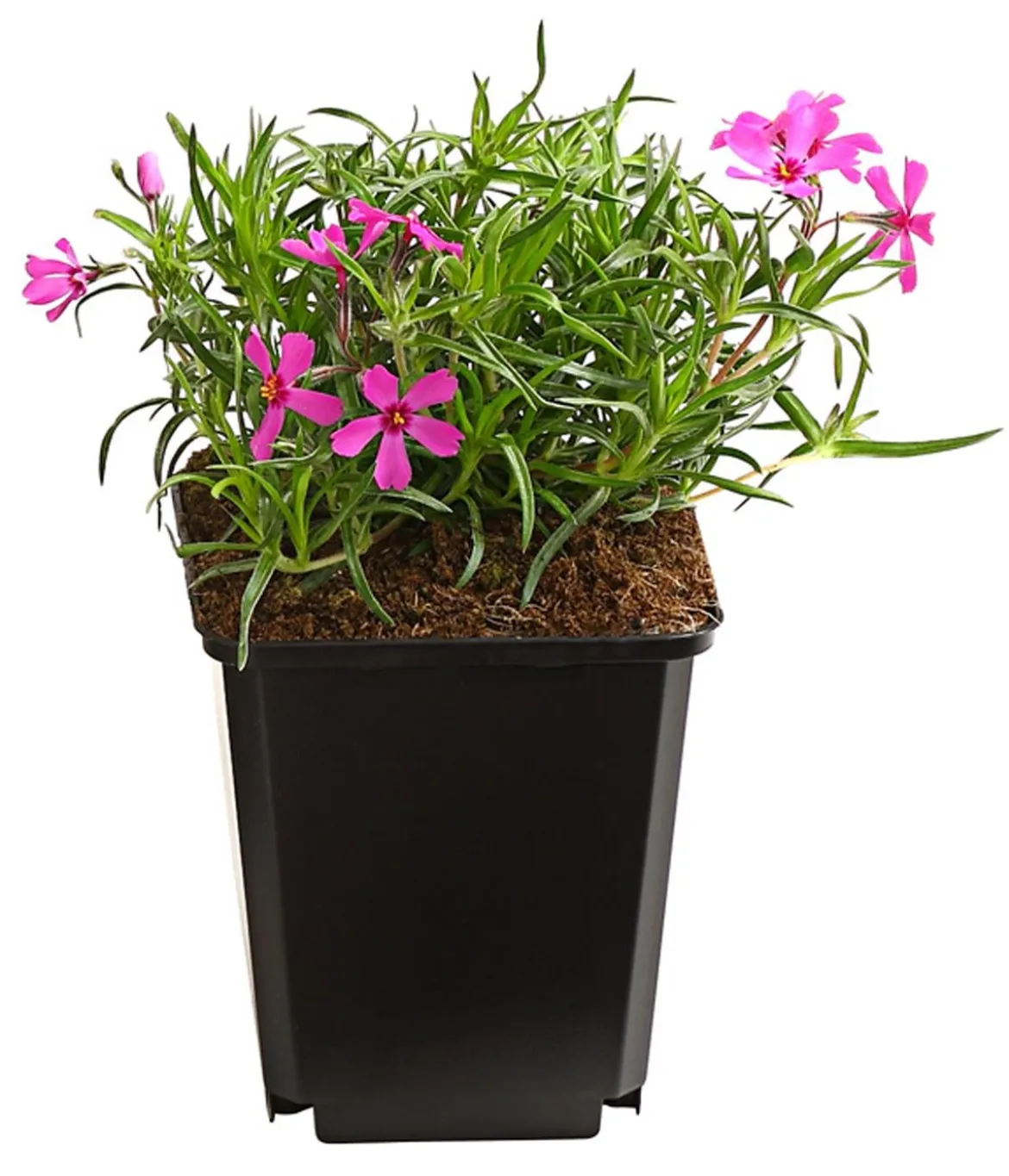 Bio Polster-Phlox 'McDaniel's Cushion'