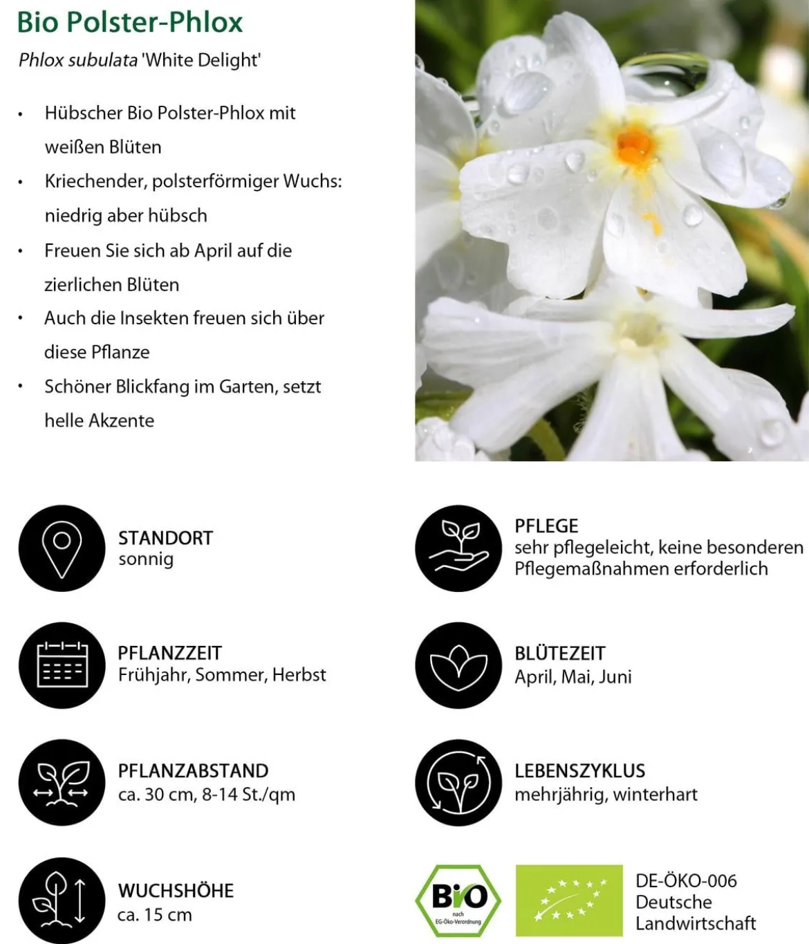 Bio Polster-Phlox 'White Delight'