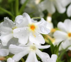 Bio Polster-Phlox 'White Delight'