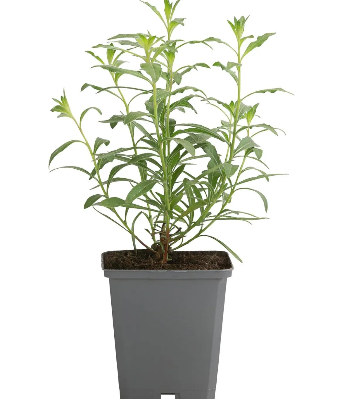 Bio Prachtkerze 'Whirling Butterflies'