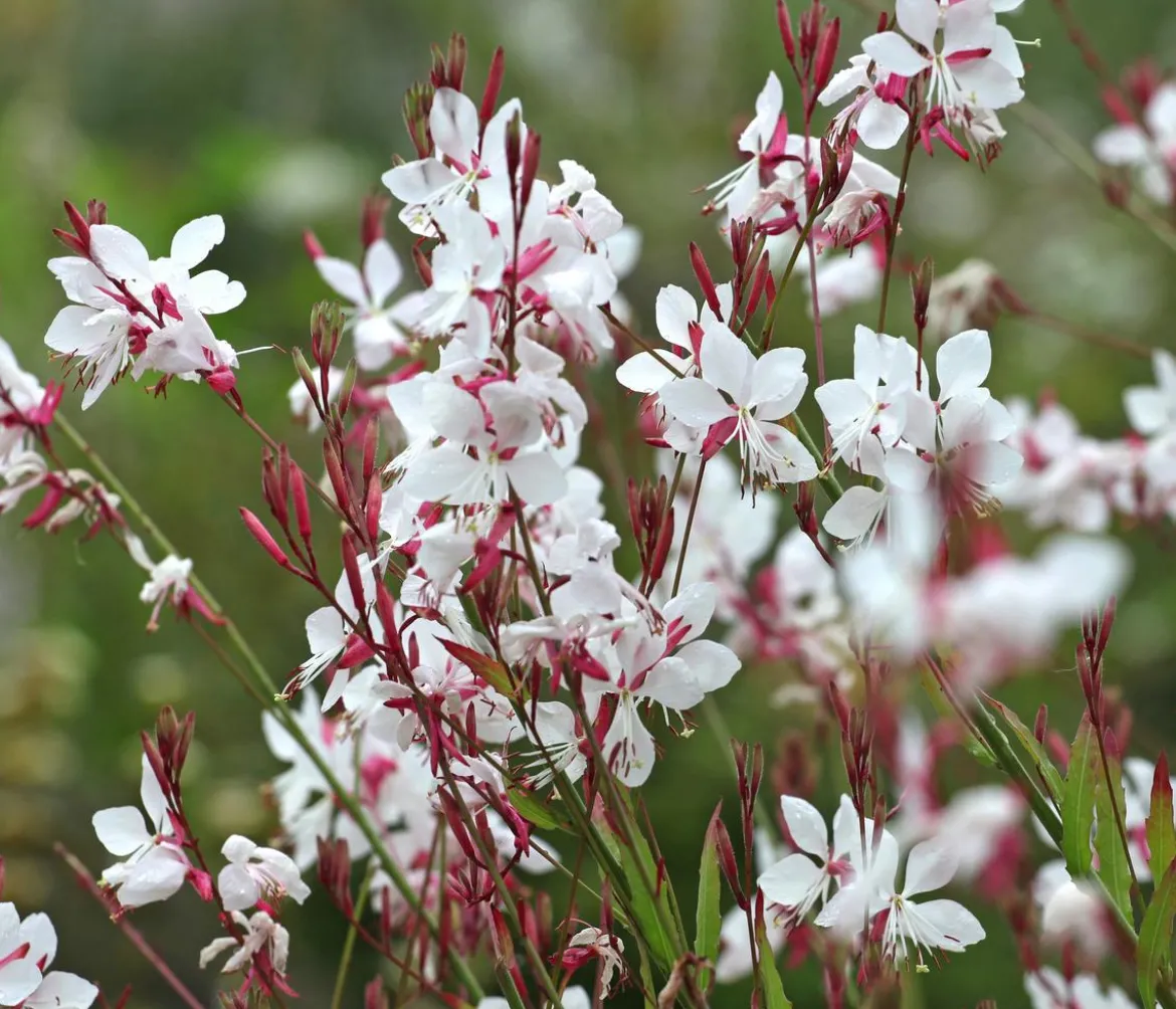 Bio Prachtkerze 'Whirling Butterflies'