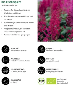 Bio Prachtspiere, rot