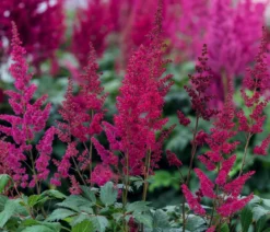 Bio Prachtspiere, rot