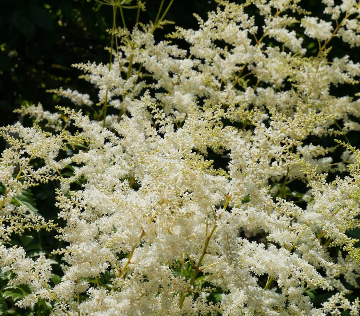 Bio Prachtspiere, weiß