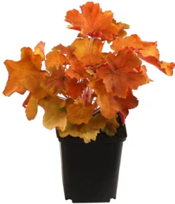 Bio Purpurglöckchen 'Caramel®'