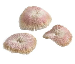 biOrb® Aquariumdeko Plattenkorallen, 3er-Set