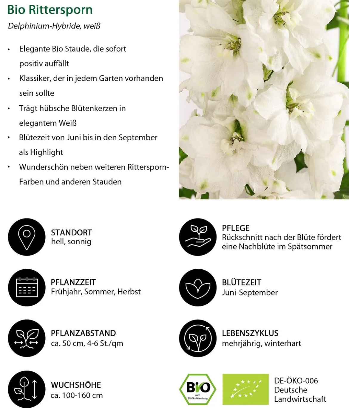 Bio Rittersporn, weiß