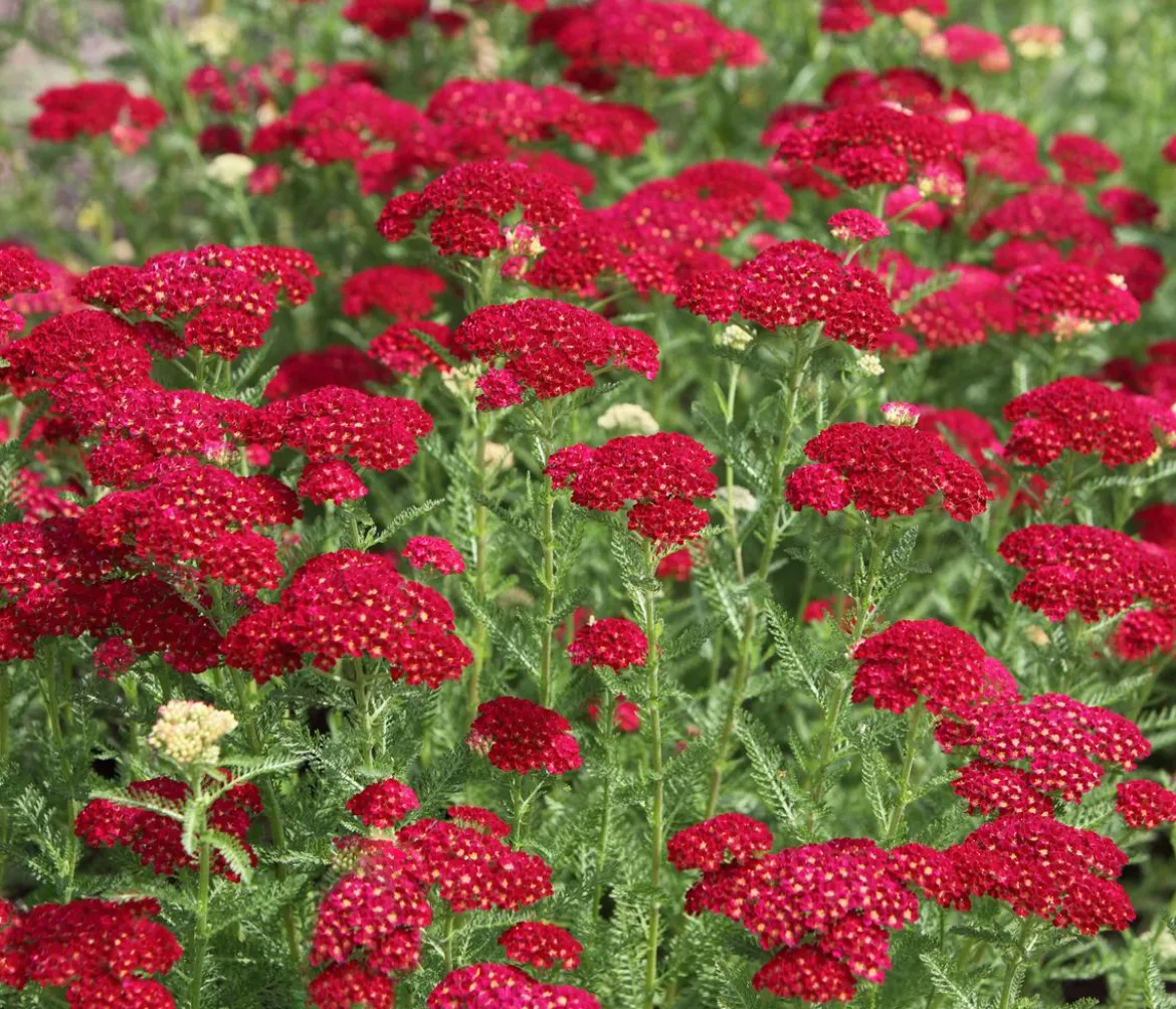 Bio Rote Schafgarbe 'Cerise Queen'