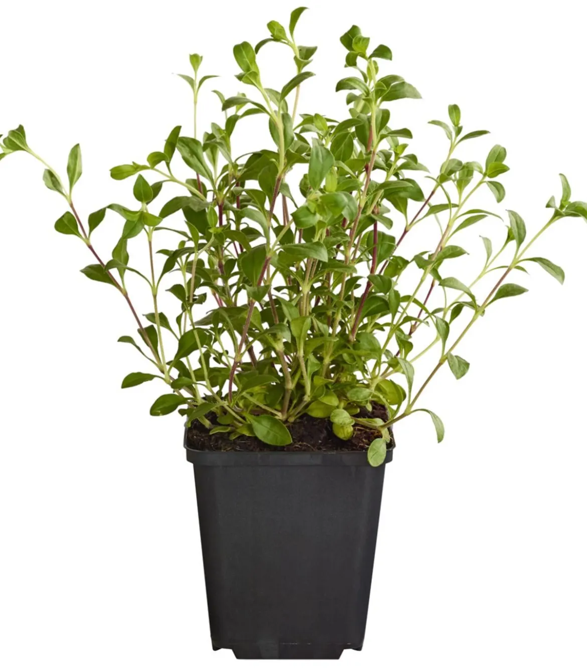 Bio Rotes Teppich-Seifenkraut