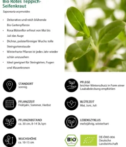 Bio Rotes Teppich-Seifenkraut