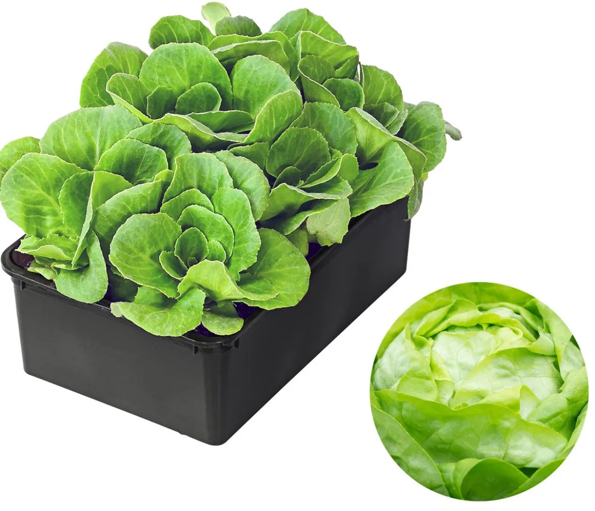 Bio Salanova® Kopfsalat, 6er Schale