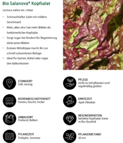 Bio Salanova® Kopfsalat, 6er Schale