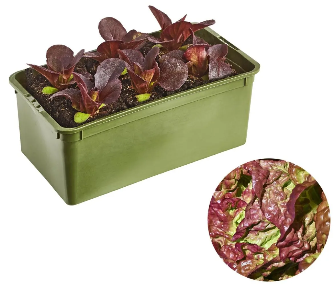 Bio Salanova® Kopfsalat, 6er Schale