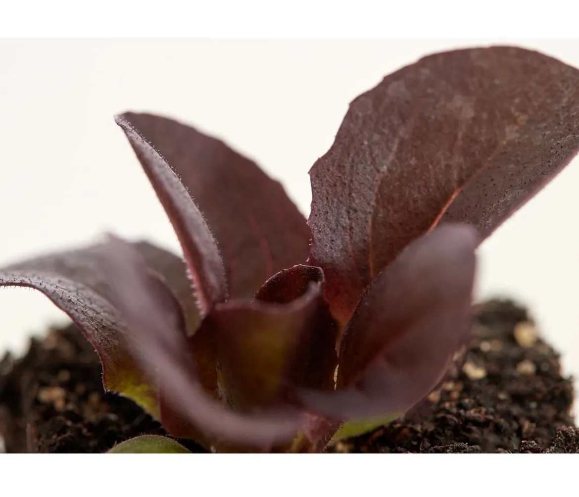 Bio Salanova® Kopfsalat, 6er Schale