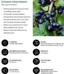 Bio Schwarze Johannisbeere 'Ben Nevis'