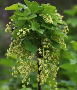Bio Schwarze Johannisbeere 'Ben Nevis'