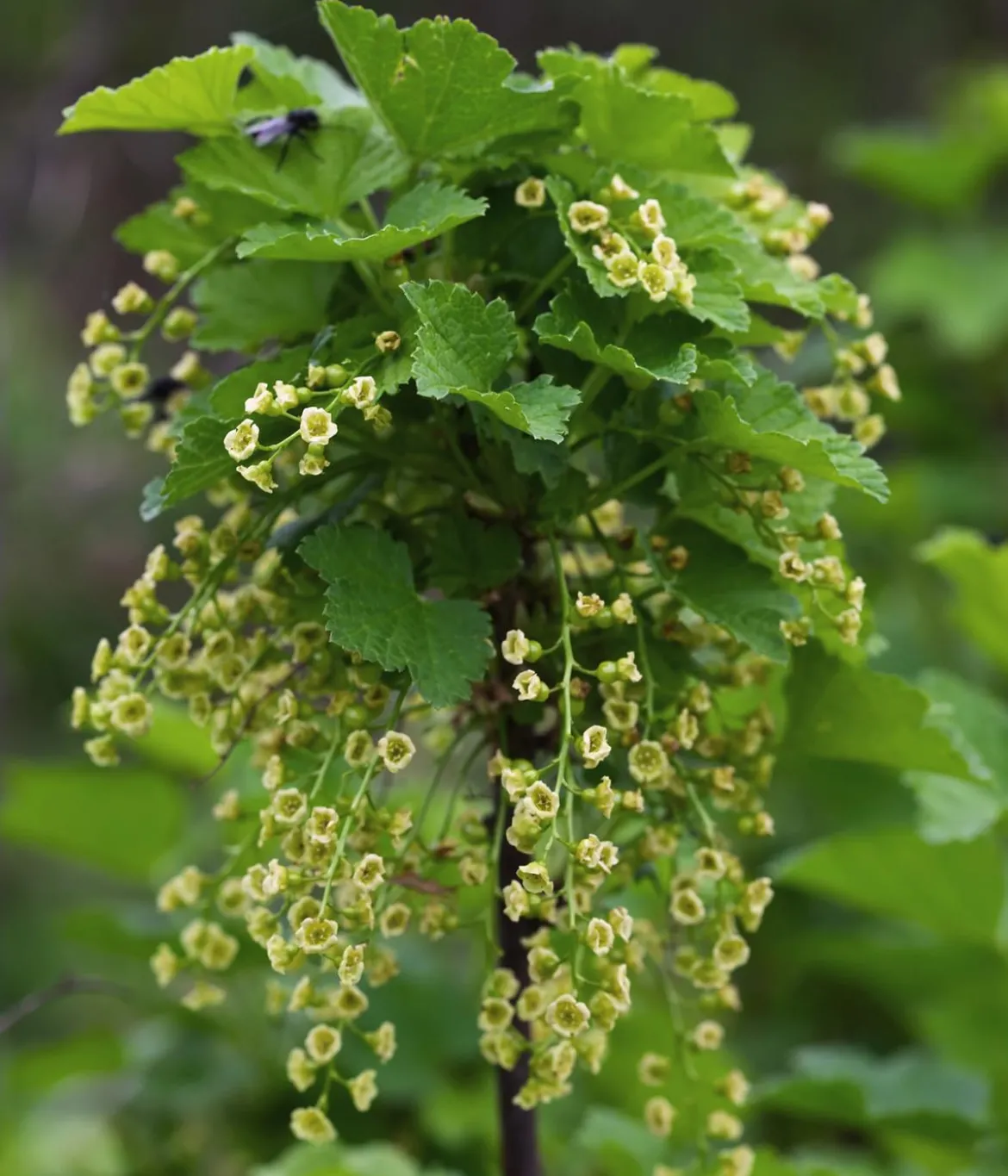 Bio Schwarze Johannisbeere 'Ben Nevis'