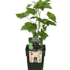 Bio Schwarze Johannisbeere 'Ben Nevis'