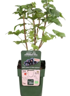 Bio Schwarze Johannisbeere 'Low Little Black Sugar®'