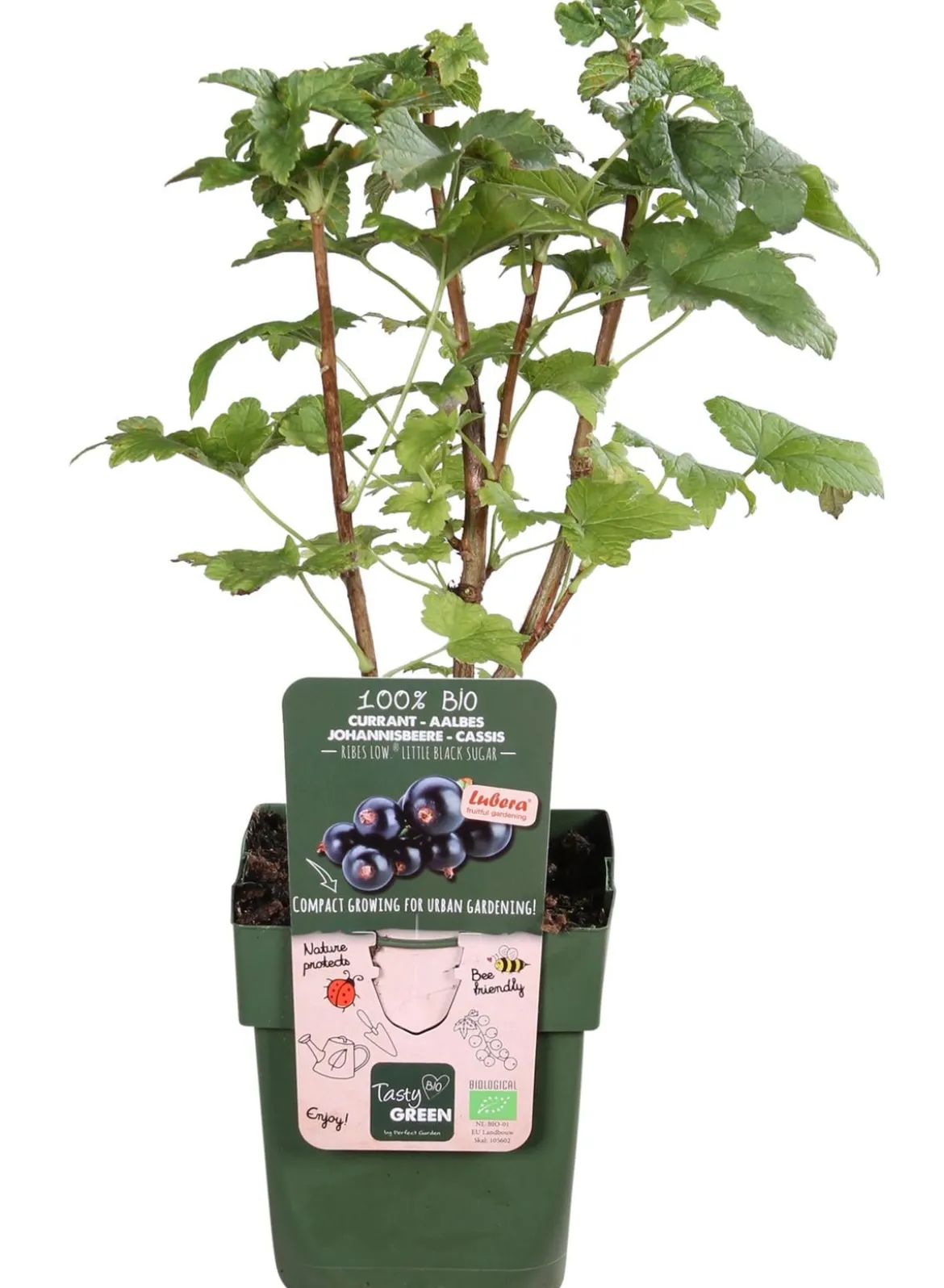 Bio Schwarze Johannisbeere 'Low Little Black Sugar®'