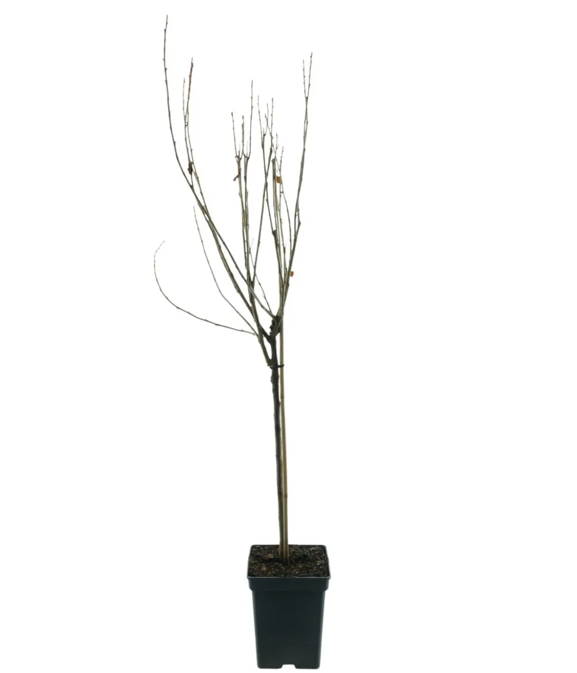 Bio Schwarze Johannisbeer 'Titania'