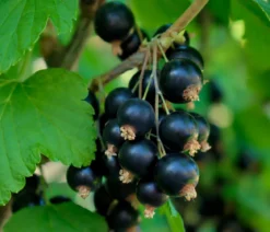 Bio Schwarze Johannisbeer 'Titania'