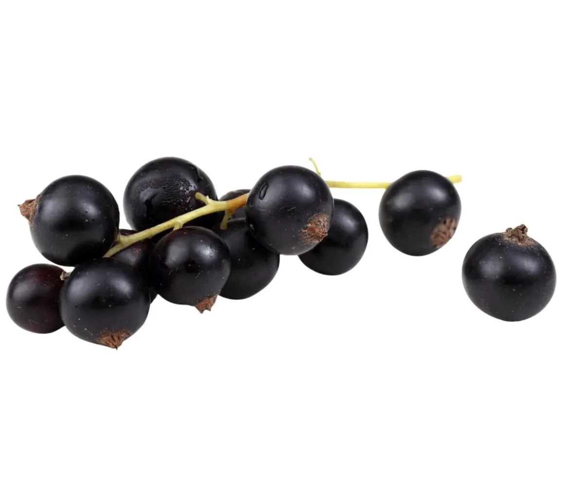 Bio Schwarze Johannisbeer 'Titania'