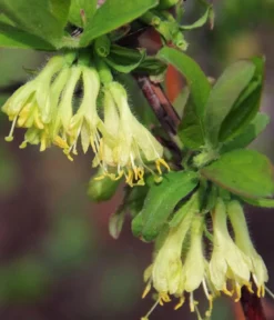 Bio Sibirische Blaubeere 'Duet'