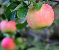 Bio Sommerapfel 'James Grieve'