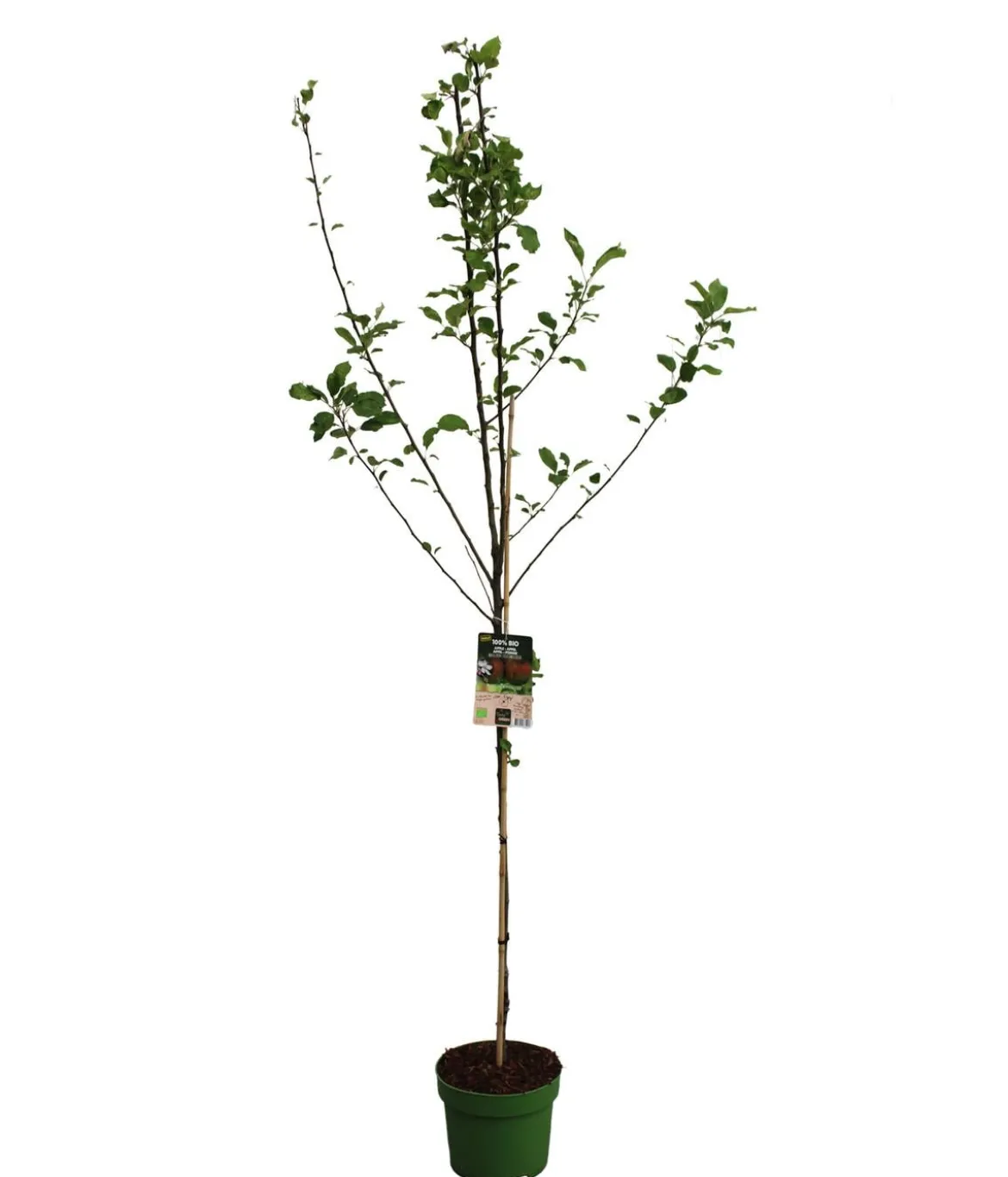 Bio Sommerapfel 'James Grieve'