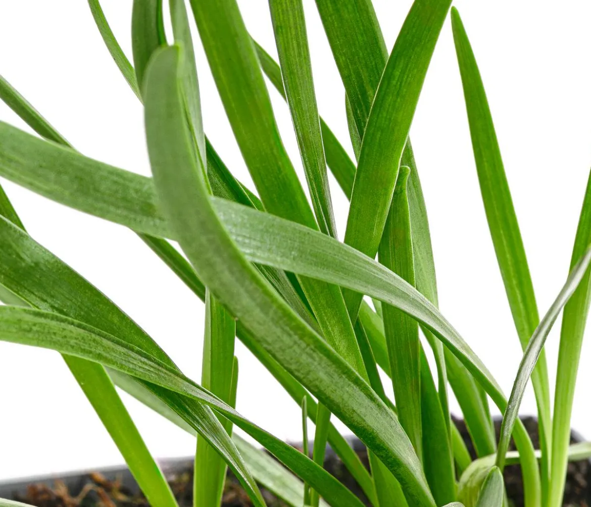 Bio Sommer-Zierlauch 'Millenium'