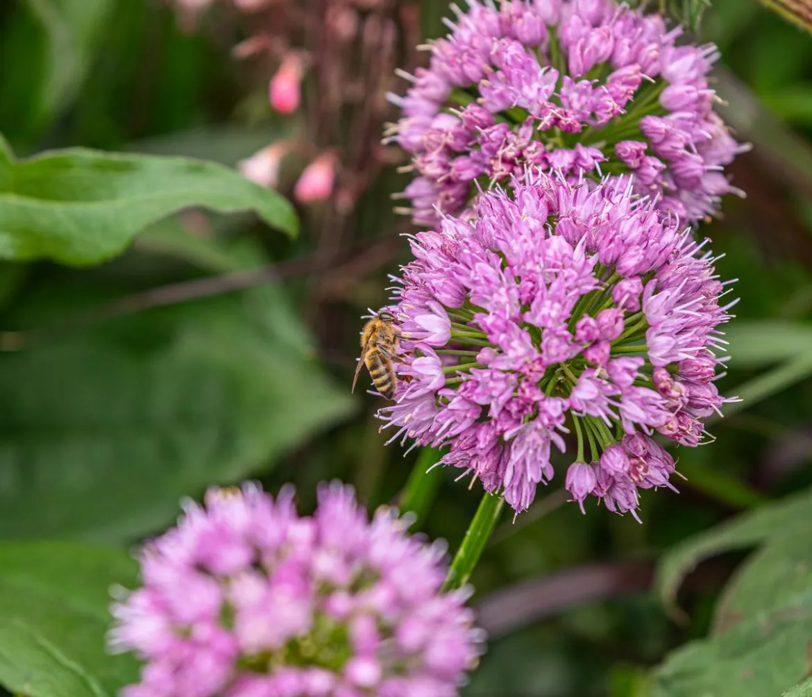 Bio Sommer-Zierlauch 'Millenium'