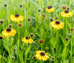 Bio Sonnenbraut, gelb