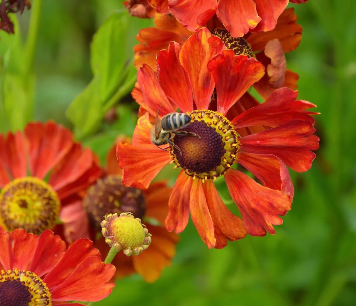 Bio Sonnenbraut 'Moerheim Beauty'