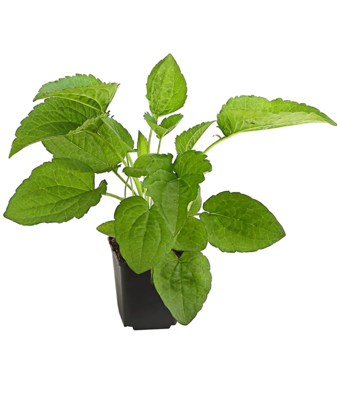 Bio Sonnenhut 'Goldsturm'