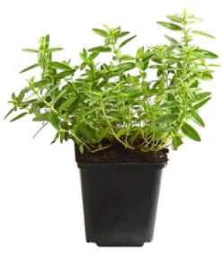Bio Sonnenröschen, gelb